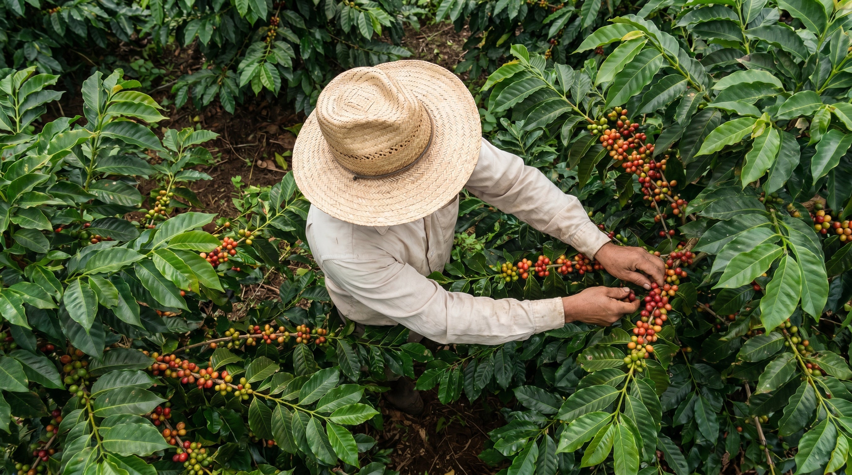 What Is Coffee Acidity — and Why It’s Not a Bad Thing